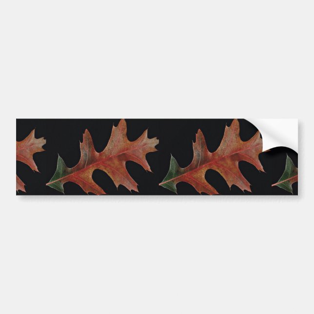 Amazing Black oak leaf Bumper Sticker (Front)