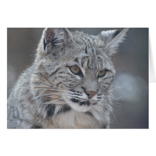 Amazing Bobcat Cards (Front Horizontal)