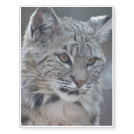 Amazing Bobcat Temporary Tattoos