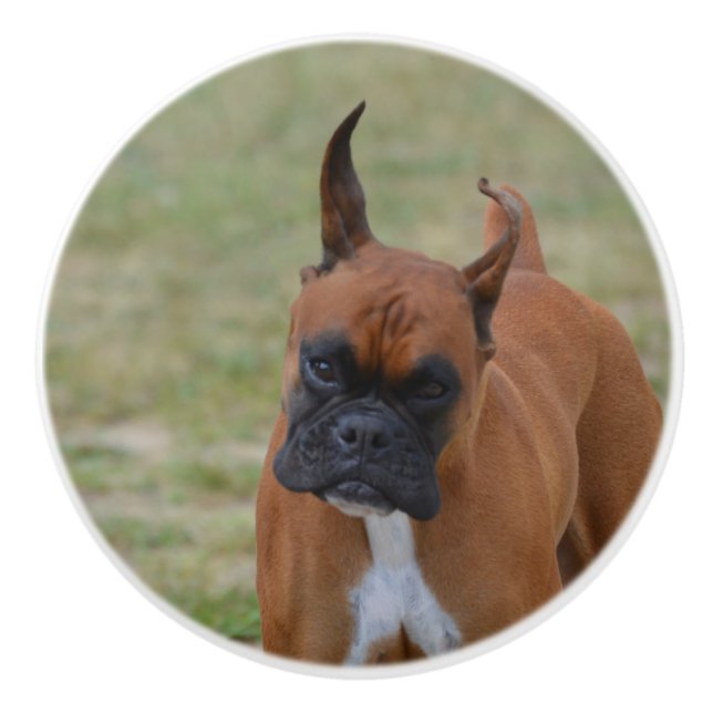 Amazing Boxer Dog Ceramic Knob (Front)