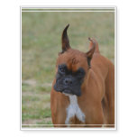 Amazing Boxer Dog Temporary Tattoos