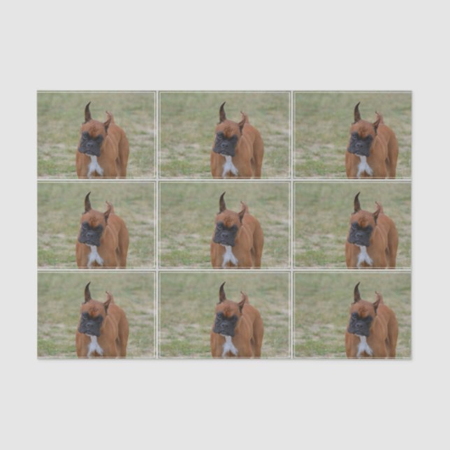 Amazing Boxer Dog Tissue Paper (Front)