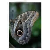 Amazing Caligo Eurilochus Butterfly (Front)