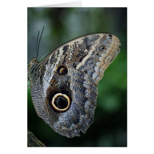 Amazing Caligo Eurilochus Butterfly (Front)