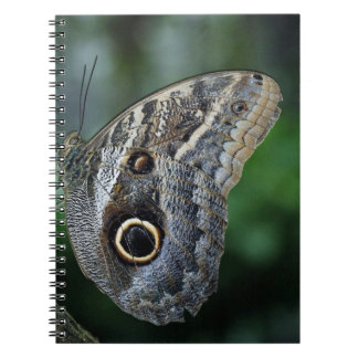 Amazing Caligo Eurilochus Butterfly Notebook
