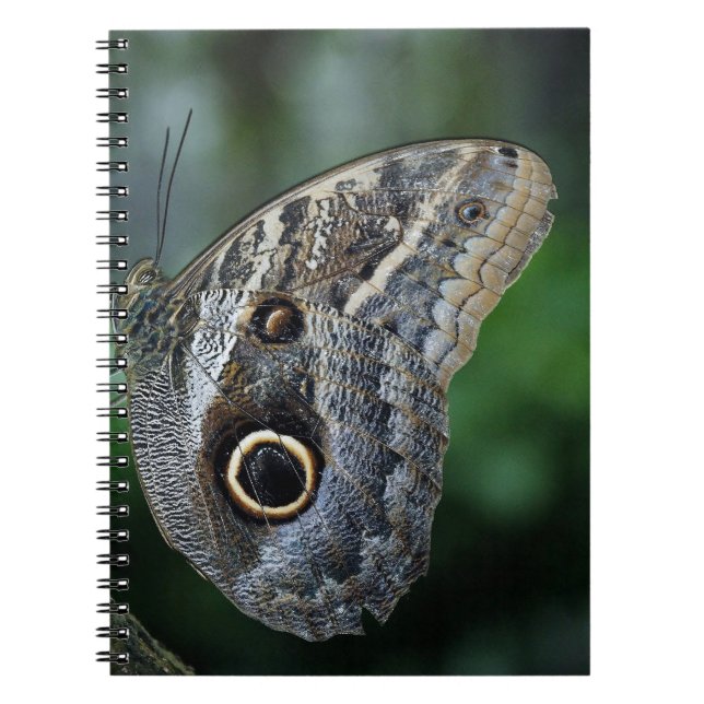Amazing Caligo Eurilochus Butterfly Notebook (Front)
