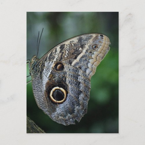 Amazing Caligo Eurilochus Butterfly Postcard