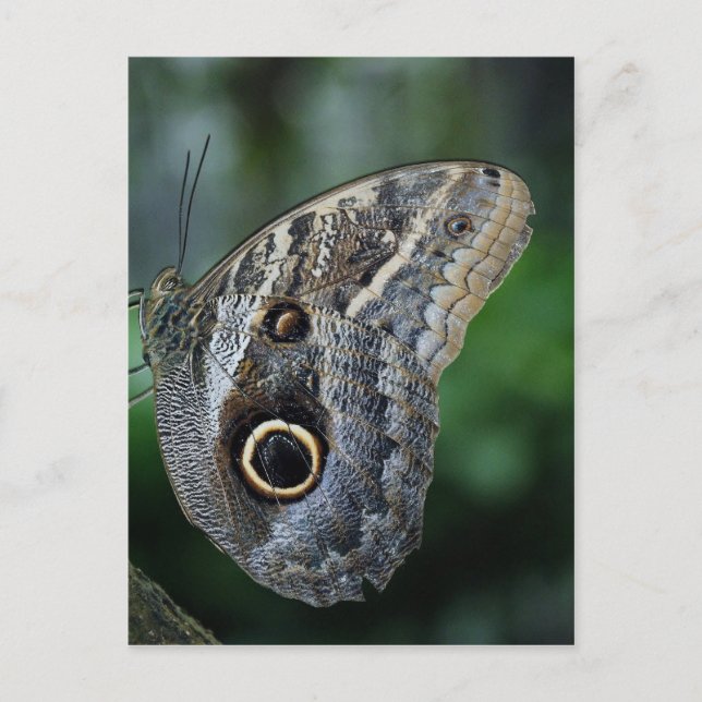 Amazing Caligo Eurilochus Butterfly Postcard (Front)