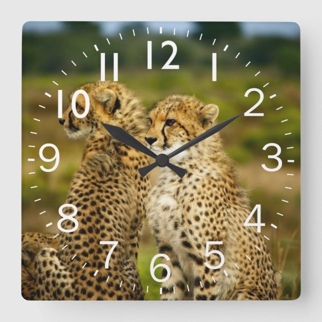 Amazing Cheetah Square Wall Clock (Front)