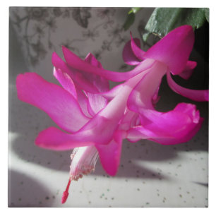 Amazing Christmas Cactus Ceramic Tile
