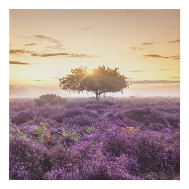 Amazing dawn sunrise single tree & purple heather faux canvas print (Front)