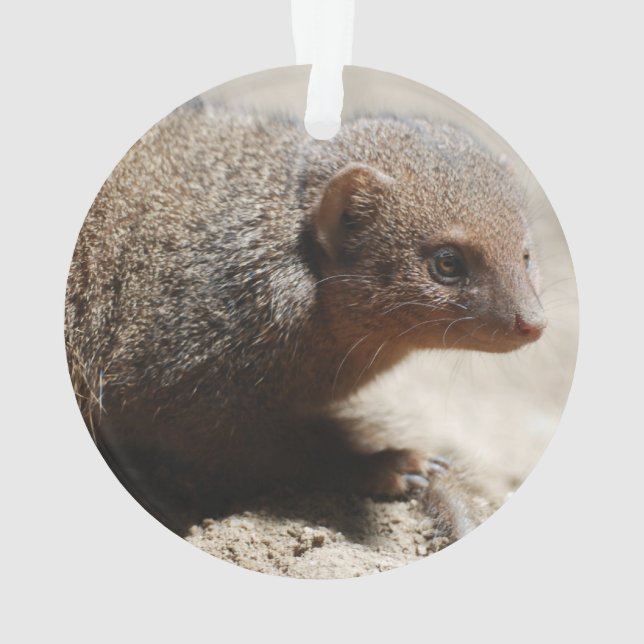 Amazing Dwarf Mongoose Ornament (Back)