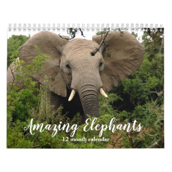 Amazing Elephants 2024 Calendar by MiscellanyShop at Zazzle