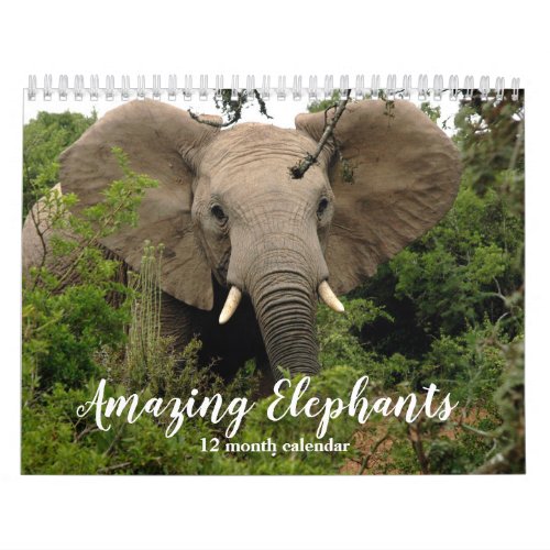 Amazing Elephants 2024 Calendar