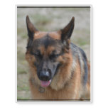 Amazing German Shepherd Temporary Tattoos