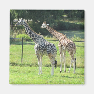 Amazing Giraffes Magnet