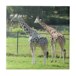 Amazing Giraffes Tile