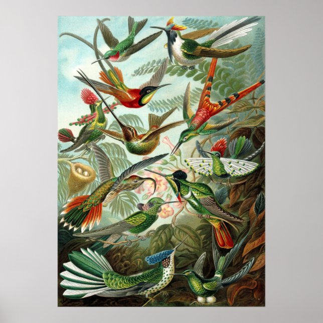 Amazing hummingbirds Image by Ernst Haeckel Poster (Front)