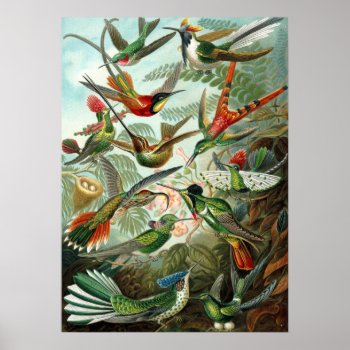 Amazing Hummingbirds Image By Ernst Haeckel Poster by FUNNSTUFF4U at Zazzle