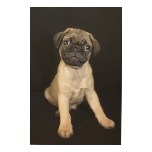 Amazing Little Pug Puppy Wood Wall Art (Front)