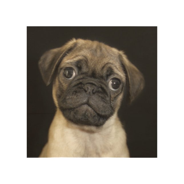 Amazing Little Pug Puppy Wood Wall Art (Front)