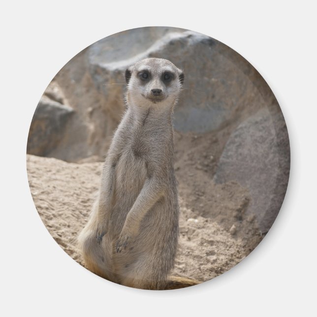 Amazing Meerkat Magnet (Front)