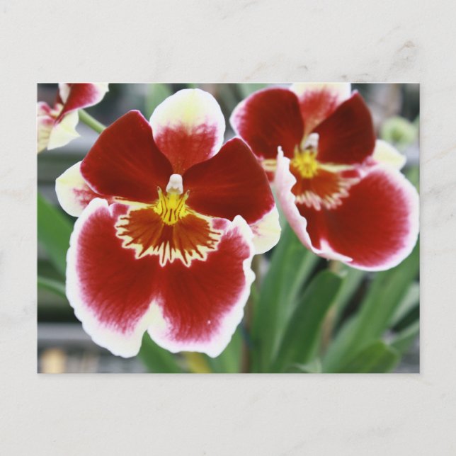 Amazing miltonia orchid postcard (Front)