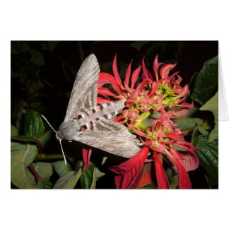 Amazing Moth Picture Taken in Zambia Cards