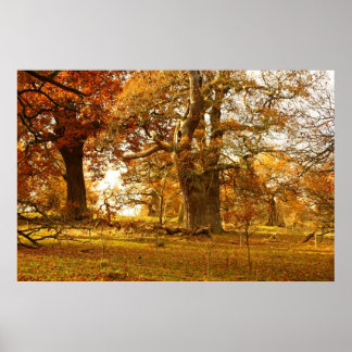 Amazing old oak trees in Scotland Poster