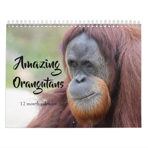 Amazing Orangutans 2024 Calendar