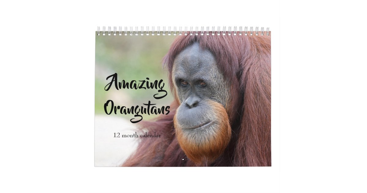 Amazing Orangutans 2024 Calendar Zazzle