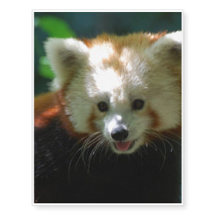 Amazing Red Panda Temporary Tattoos