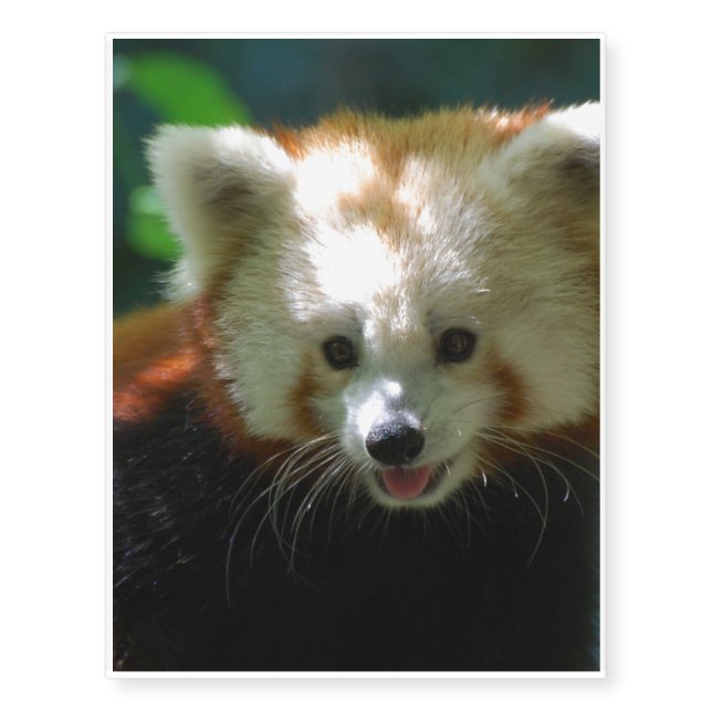 Amazing Red Panda Temporary Tattoos (Front)