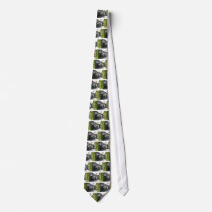 Amazing! Rye England Tie