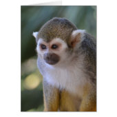 Amazing Squirrel Monkey (Front)
