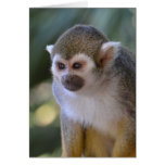 Amazing Squirrel Monkey Cards