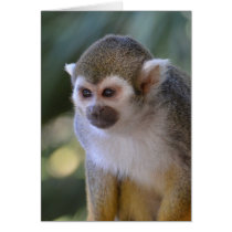 Amazing Squirrel Monkey Cards