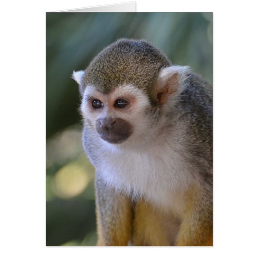 Amazing Squirrel Monkey Cards (Front)