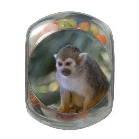 Amazing Squirrel Monkey Glass Jar