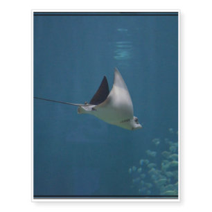 Amazing Stingray Temporary Tattoos