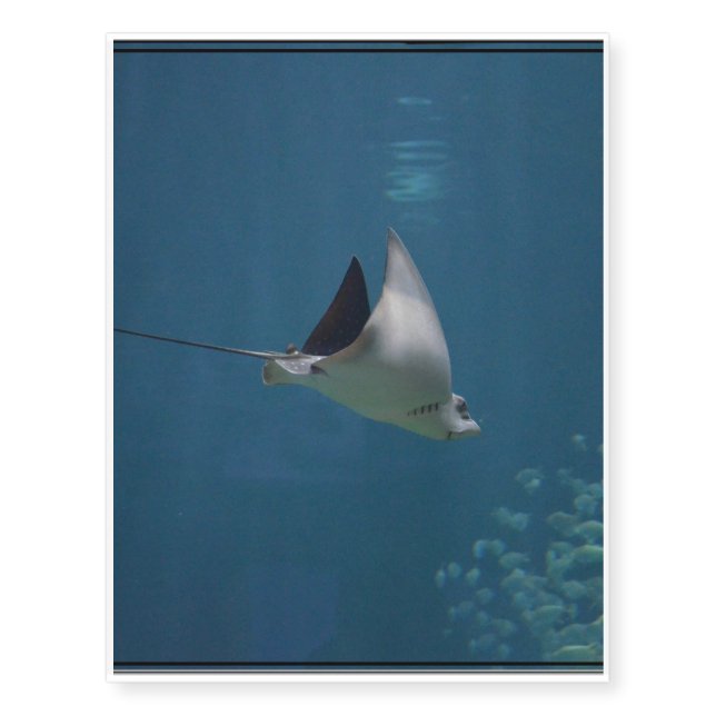 Amazing Stingray Temporary Tattoos (Front)