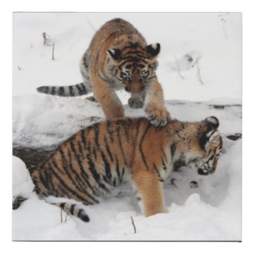 Amazing Tiger Cubs playing in the snow Faux Canvas Print