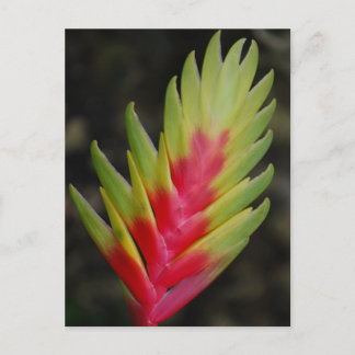 Amazing tropical exotic plant postcard