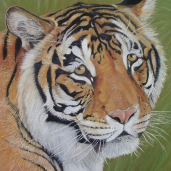 Amazing Wildlife Pictures Of Big Cat Tiger  Beverage Coaster by artoriginals at Zazzle