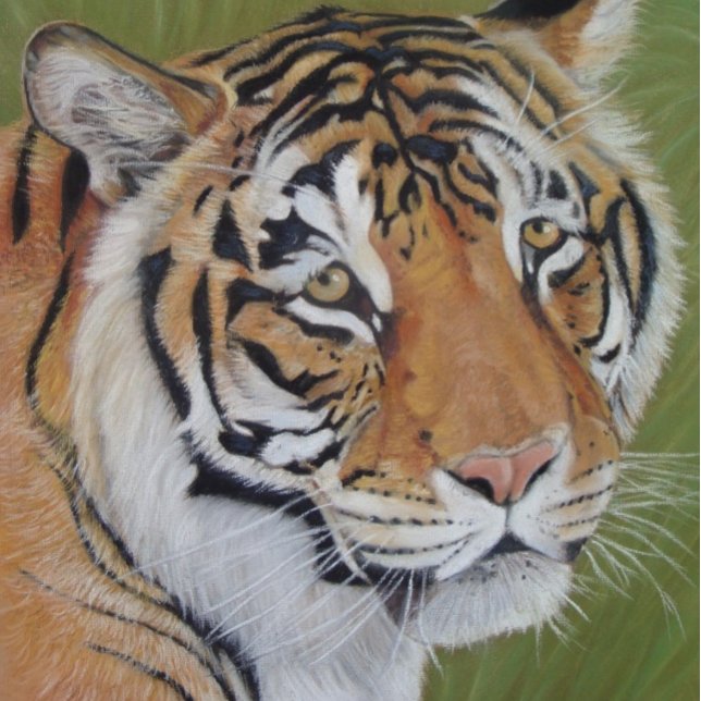 amazing wildlife pictures of big cat tiger  beverage coaster (Creator Uploaded)