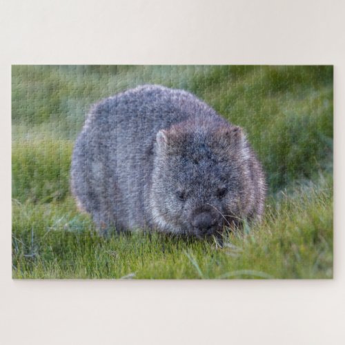 Amazing Wombat in the Grass Australia 1014 pieces Jigsaw Puzzle