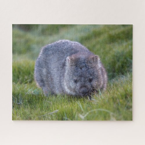 Amazing Wombat in the Grass Australia 520 pieces Jigsaw Puzzle