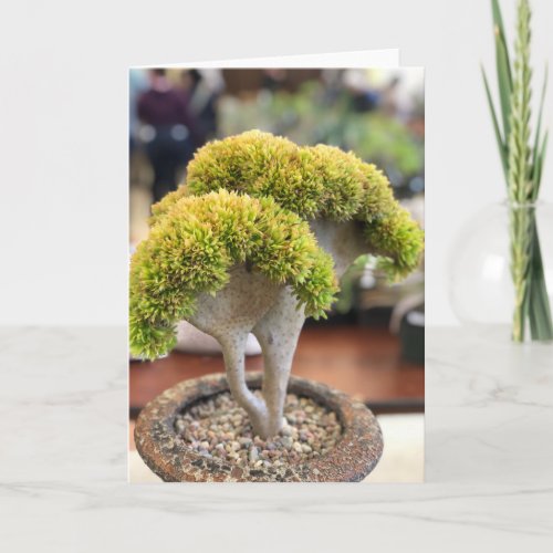 Amazing Yellow Crested Echeveria Succulent Card