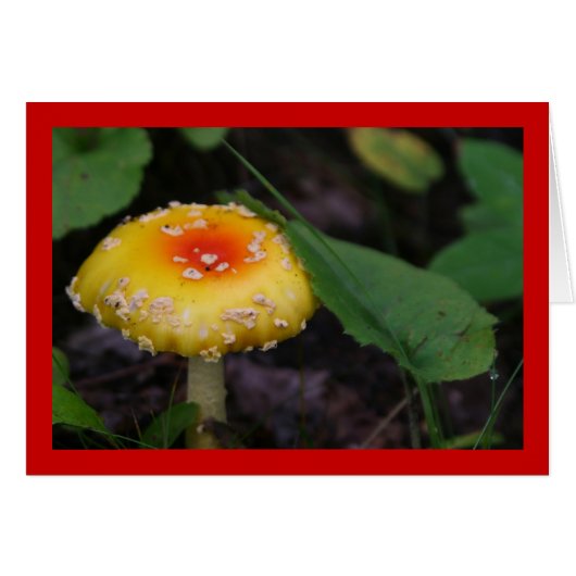 Amazing Yellow Mushroom (Front Horizontal)