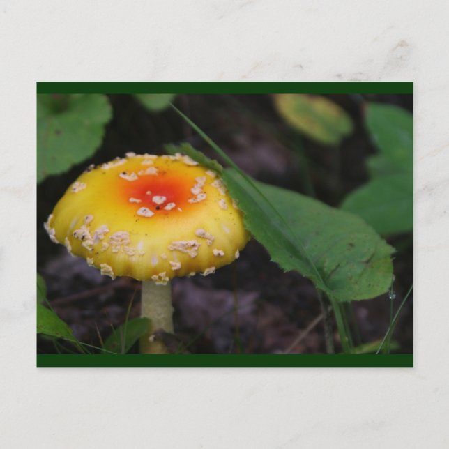 Amazing Yellow Mushroom Postcard (Front)